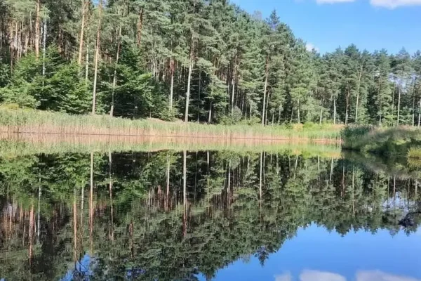 Kowale bezskrzydłe – czerwone owady na lipach w Daleszycach