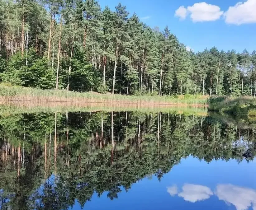 Kowale bezskrzydłe – czerwone owady na lipach w Daleszycach