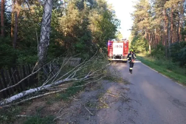 Interwencja strażaków w Jamnie: powalone drzewo zablokowało drogę