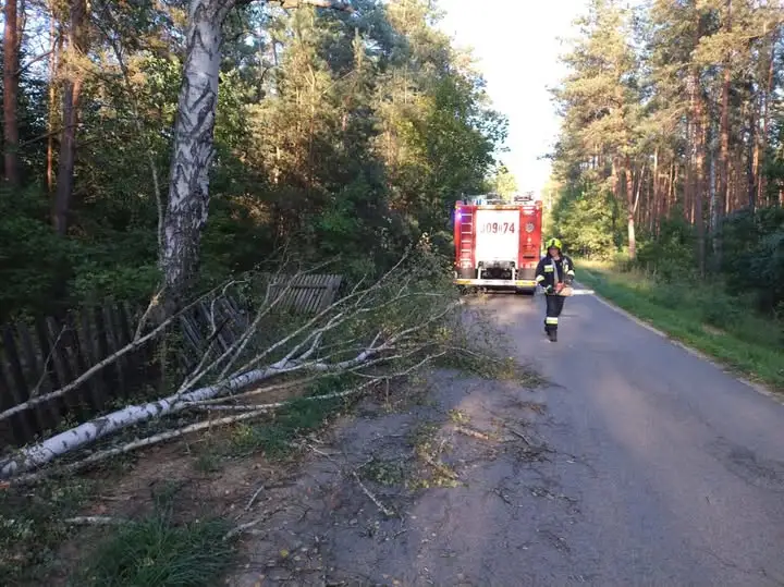 Interwencja strażaków w Jamnie: powalone drzewo zablokowało drogę
