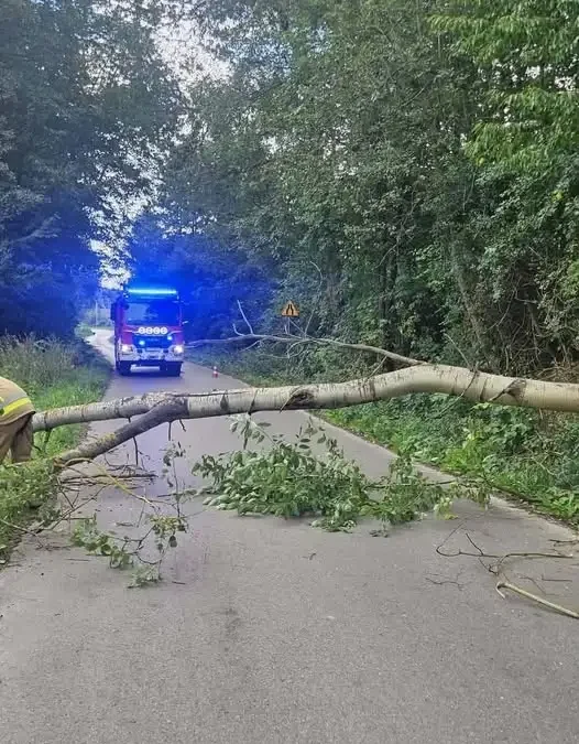 Drzewo na jezdni w Dębniaku – interwencja OSP Nowa Słupia