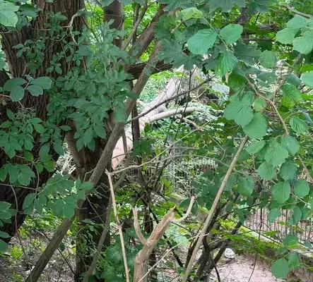 Strażacy z Bodzentyna usunęli powalone drzewo na ul. Pasieka