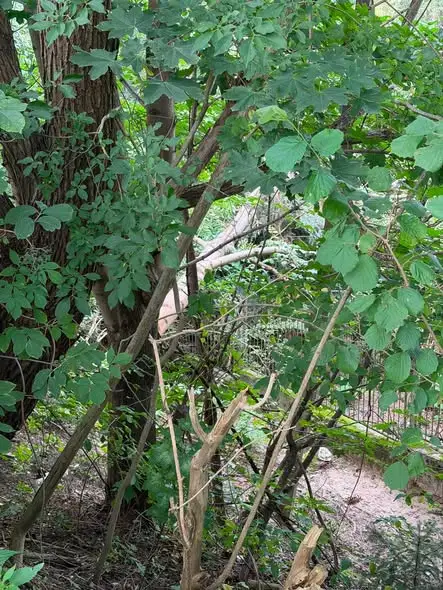 Strażacy z Bodzentyna usunęli powalone drzewo na ul. Pasieka
