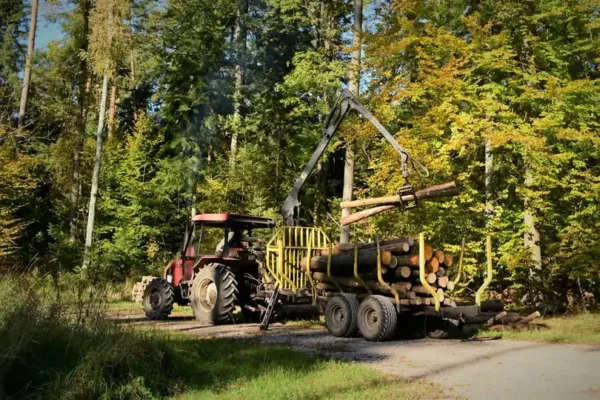 Jak powstaje drewno konstrukcyjne? Wyjaśniamy proces sortowania w nadleśnictwie