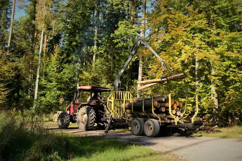 Jak powstaje drewno konstrukcyjne? Wyjaśniamy proces sortowania w nadleśnictwie