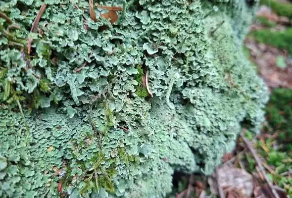 Porosty z rodzaju Cladonia – naturalny wskaźnik czystości powietrza