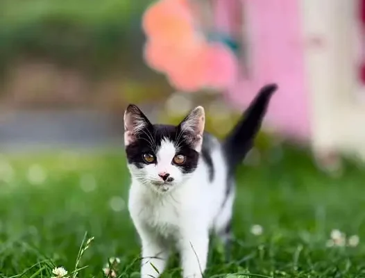 Pilna adopcja: porzucony kotek czeka na nowy dom w gminie Raków