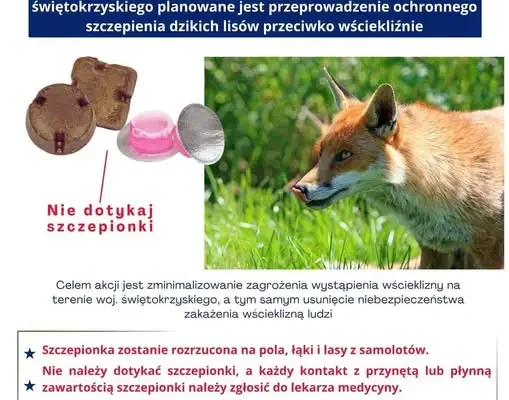 Świętokrzyskie: szczepienie lisów przeciw wściekliźnie z samolotów