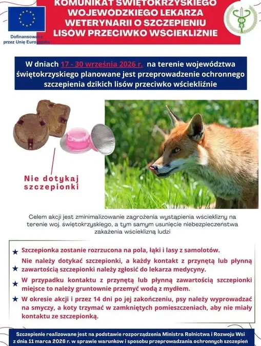 Świętokrzyskie: szczepienie lisów przeciw wściekliźnie z samolotów