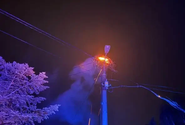 Pożar gniazda bociana na słupie energetycznym w Wincentowie-Zrębach