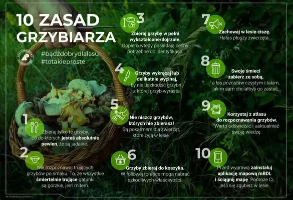 Sezon na grzyby w pełni. Nadleśnictwo Zagnańsk przypomina zasady bezpiecznego grzybobrania