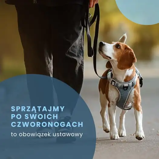 Gmina Morawica przypomina: sprzątanie po psie to nie kwestia kultury, a obowiązek