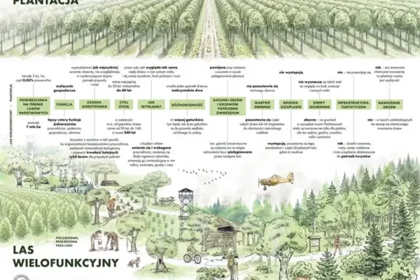 Czy las sosnowy to bezwartościowa plantacja? Nadleśnictwo Zagnańsk wyjaśnia różnice