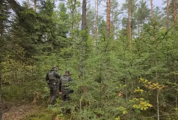 Straż Leśna chroni jodły przed kradzieżą stroiszu
