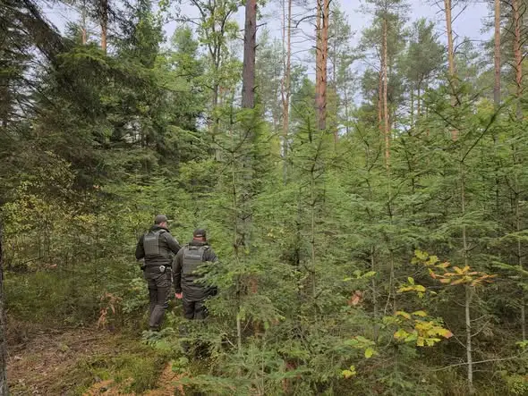 Straż Leśna chroni jodły przed kradzieżą stroiszu